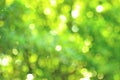 Green background Royalty Free Stock Photo