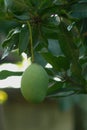 one green mango hanging down with a long stalk Royalty Free Stock Photo