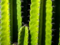 Green background by plump stems and spiky spines of Cereus Peruvianus cactus Royalty Free Stock Photo