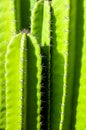 Green background by plump stems and spiky spines of Cereus Peruvianus cactus Royalty Free Stock Photo