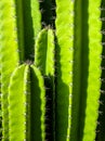 Green background by plump stems and spiky spines of Cereus Peruvianus cactus Royalty Free Stock Photo