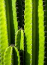 Green background by plump stems and spiky spines of Cereus Peruvianus cactus Royalty Free Stock Photo