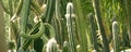 Green background by plump stems and spiky spines of Cereus Peruvianus cactus Royalty Free Stock Photo