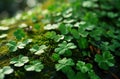 a green background with shamrock plants, shamrock clip art, and Royalty Free Stock Photo