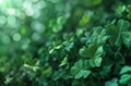 a green background with shamrock plants, shamrock clip art, and Royalty Free Stock Photo