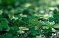 a green background with shamrock plants, shamrock clip art, and Royalty Free Stock Photo