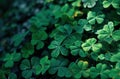 a green background with shamrock plants, shamrock clip art, and Royalty Free Stock Photo