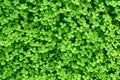 Green background with shamrocks