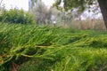 Green background shot of evergreen cypress branches, creating a pleasant atmosphere of harmony of body and soul with nature and