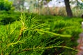Green background shot of evergreen cypress branches, creating a pleasant atmosphere of harmony of body and soul with nature and