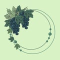 Color illustration of a vine.