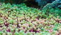 Green background with small sedum succulents in the garden. Nature backdrop