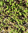 Green background with small sedum succulents in the garden. Nature backdrop