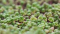 Green background with small sedum succulents in the garden. Nature backdrop