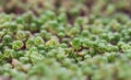 Green background with small sedum succulents in the garden. Nature backdrop