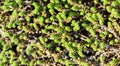 Green background with small sedum succulents in the garden. Nature backdrop