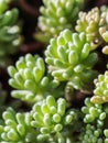 Green background with small sedum succulents in the garden. Nature backdrop