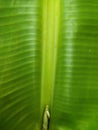 green background striped banana leaves and buds Royalty Free Stock Photo