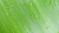 Green background,The green surface of the banana leaf