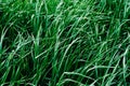 Green background texture of long grass sedge.Green plants. natu Royalty Free Stock Photo