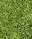 Green background of sunlit wild grass Royalty Free Stock Photo