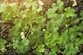 Green background with three-leaved shamrocks, Lucky Irish Four Leaf Clover in the Field for St. Patricks Day holiday symbol. with Royalty Free Stock Photo