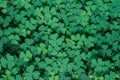 Green background with three-leaved shamrocks, Lucky Irish Four Leaf Clover in the Field for St. Patricks Day holiday symbol. with Royalty Free Stock Photo