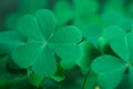 Green background with three-leaved shamrocks, Lucky Irish Four Leaf Clover in the Field for St. Patricks Day holiday symbol Royalty Free Stock Photo