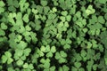 Green background with three-leaved shamrocks, Lucky Irish Four Leaf Clover in the Field for St. Patricks Day holiday symbol Royalty Free Stock Photo