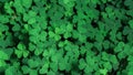 Green background with three-leaved shamrocks, Lucky Irish Four Leaf Clover in the Field for St. Patricks Day holiday symbol Royalty Free Stock Photo