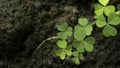 Green background with three-leaved shamrocks, Lucky Irish Four Leaf Clover in the Field for St. Patricks Day holiday symbol Royalty Free Stock Photo