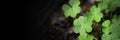 Green background with three-leaved shamrocks, Lucky Irish Four Leaf Clover in the Field for St. Patricks Day holiday symbol. Royalty Free Stock Photo