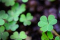 Green background with three-leaved shamrocks, Lucky Irish Four Leaf Clover in the Field for St. Patricks Day holiday symbol.