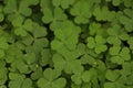 Green background with three-leaved shamrocks. St. Patrick& x27;s day holiday symbol Royalty Free Stock Photo
