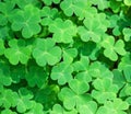 Green background with three-leaved shamrocks. St. Patrick`s day holiday symbol. Royalty Free Stock Photo