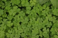 Green background with three-leaved shamrocks. St.Patrick& x27;s day holiday symbol. Selective focus Royalty Free Stock Photo