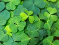 Green background with three-leaved shamrocks. Royalty Free Stock Photo