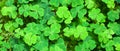 Green background with three-leaved shamrocks.