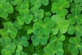 Green background with three-leaved shamrocks. St. Patrick`s day holiday symbol. Shallow DOF. Selective focus Royalty Free Stock Photo