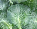 Green background - Top view of cabbage leaves after havest Royalty Free Stock Photo