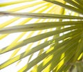 Green background of tropical palm leaves in the rays of the sun