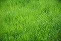 Green background of untrimmed grass Royalty Free Stock Photo