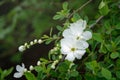 Green background with white flower the Philadelphus or mock orange shrub Royalty Free Stock Photo