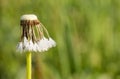 Green background of white wet fluffy dandelion macro closeup Royalty Free Stock Photo