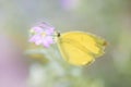 Yellow butterfly standing on a pink flower Royalty Free Stock Photo