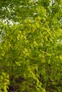 Green background with young aspen leaves on the branches Royalty Free Stock Photo
