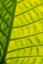 Green backlit giant leaf