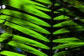 Green backlit leaf in the jungle Royalty Free Stock Photo
