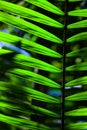 Green backlit leaf in the jungle Royalty Free Stock Photo