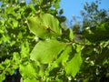 Green backlit leafs with beech trees and blue sky on background at summer daylight Royalty Free Stock Photo